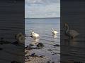 Majestic Swans 🦢 at stunning Rockley Beach Poole Harbour overlooking RSPB Arne #nature #birds #coast