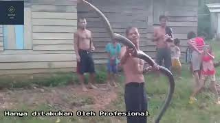 Atraksi Gagal Pawang Ular