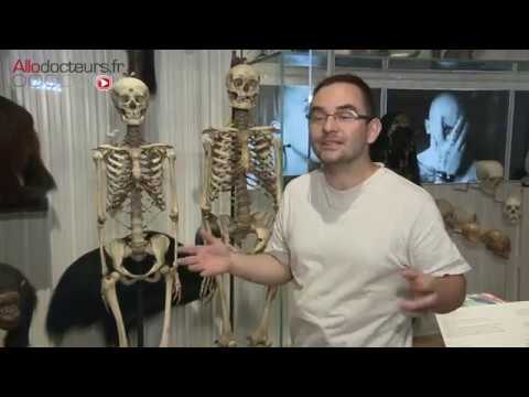 Vidéo: Le coccyx était-il une queue ?