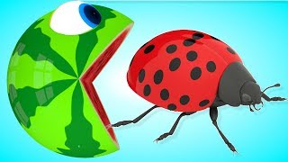 chanson pacman couleurs rencontre une coccinelle animaux  - Comptines Et Chansons | À Bébé Chanson