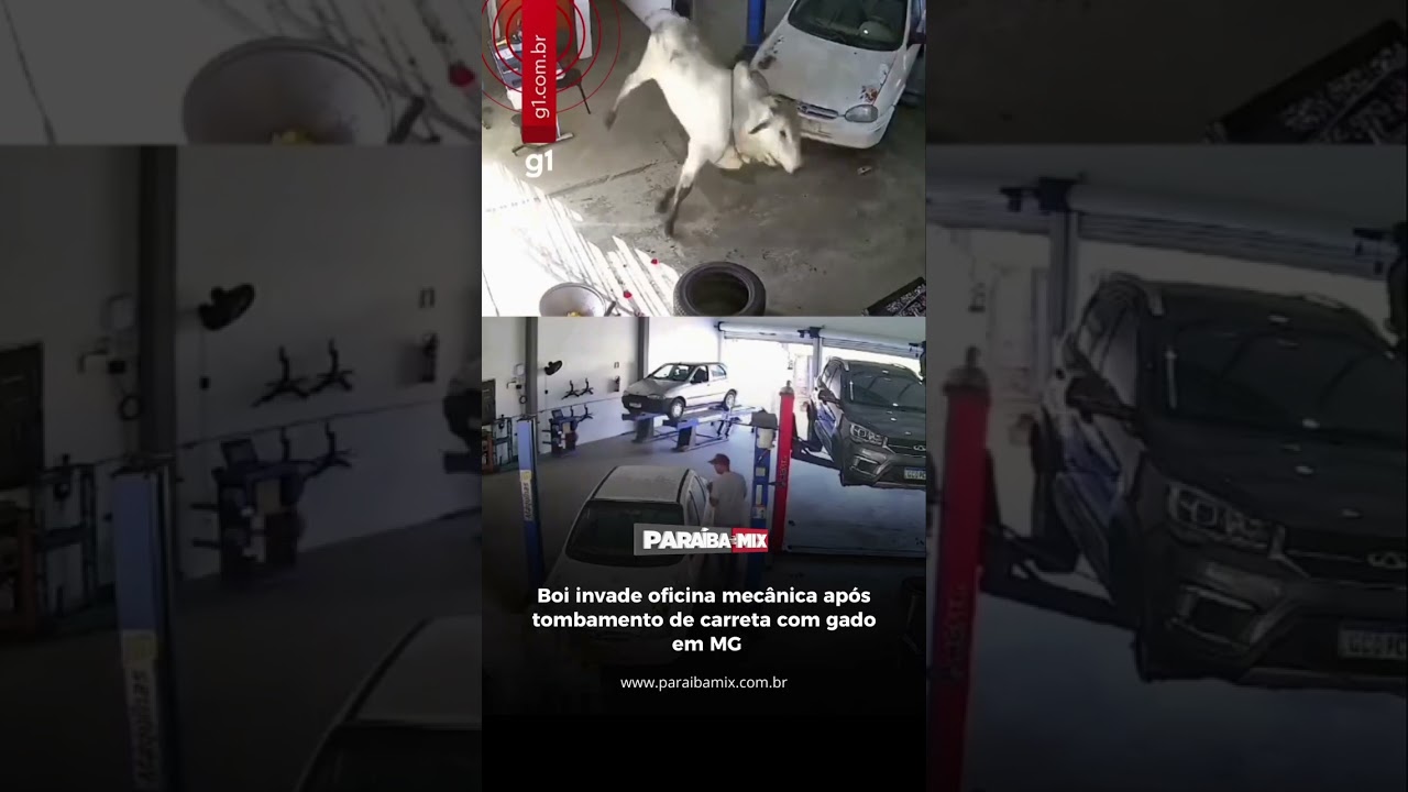 Boi invade oficina mecânica após tombamento de carreta com gado em MG