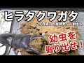 ヒラタクワガタの産卵セットから幼虫を取り出してみた【クワガタ飼育】