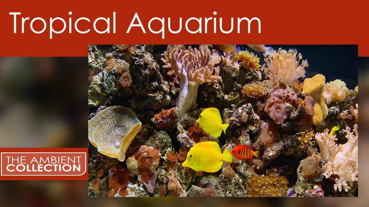Tropical Aquarium DVD - Relax With 25 Minutes Of A Amazing Coral