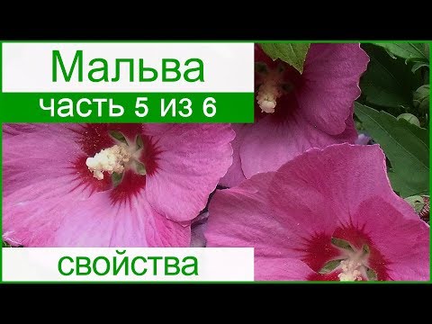 Видео: Что такое цветы мальвы?