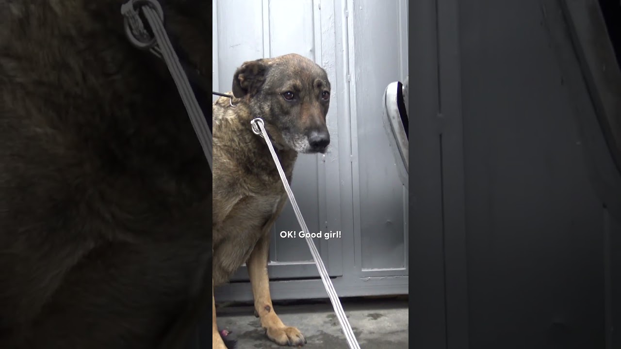 German Shepherd Couldn't Stop Crying, Until...💕 | The Dodo