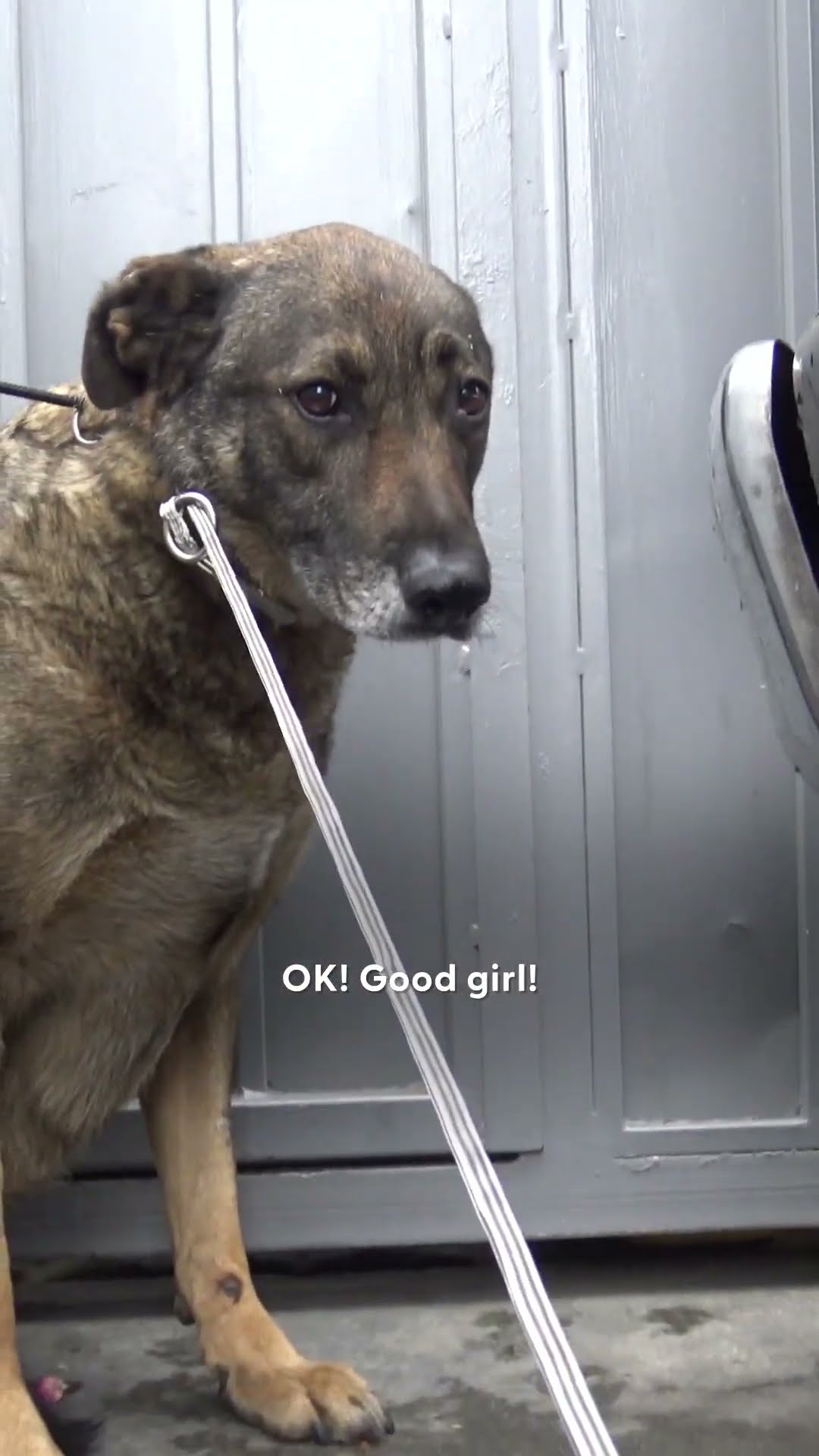 German Shepherd Couldn't Stop Crying, Until...? | The Dodo