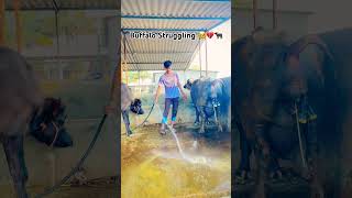 Please Subscribe Me 🥹💔| #baffalo #shorts #viralshorts