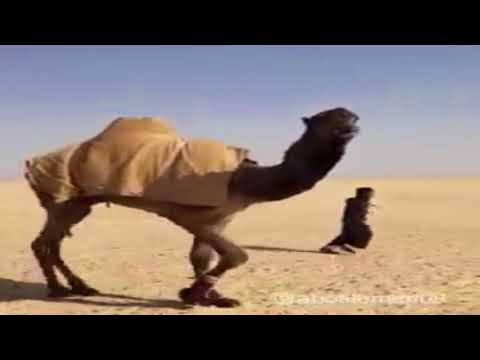 اسماء المشاركين من قبيلة بني رشيد العبسيه الرشايده عبس في جايزة الملك عبدالعزيز الثاني مهرجان الابل