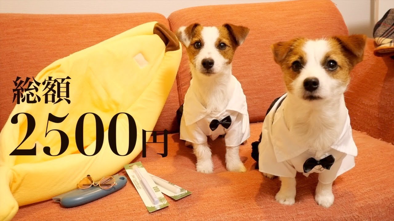 セール！希少♪ジャックラッセルテリア　パペット　アンティーク Amazon.co.jp: ジャックラッセルテリア犬のオーナメント