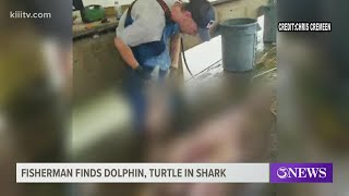 Fish cleaner finds dolphin, turtle inside shark in Port Aransas