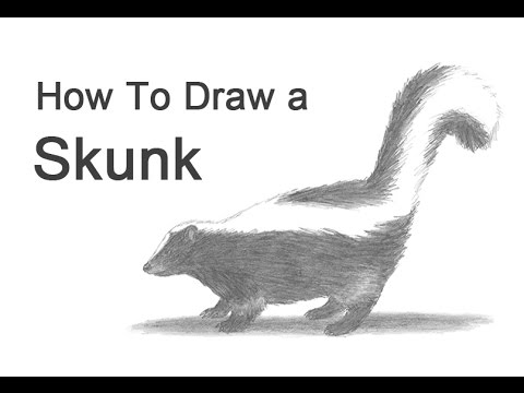 How to Draw a Skunk - YouTube