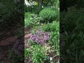 A quiet evening in my garden