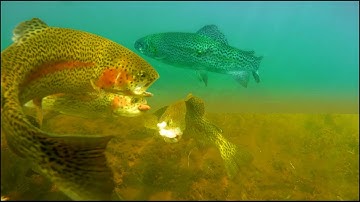Underwater Trout Strikes on Worms and Shrimp - How to Catch Trout with a Carolina Rig