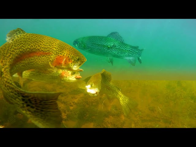 How to Catch Trout with a Carolina Rig - Underwater Trout Strikes