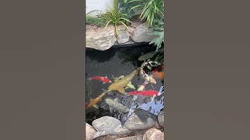 Chất lượng nước bể cá Koi cực tốt với vi sinh Biozym