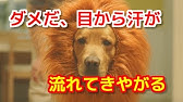 Amazon 犬 ライオン 感動 Cm ゴールデンレトリバー Youtube