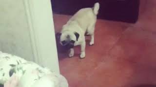 Hem Arsız Bi Okadarda Tatlı Masumduk Pug Şila :) Resimi