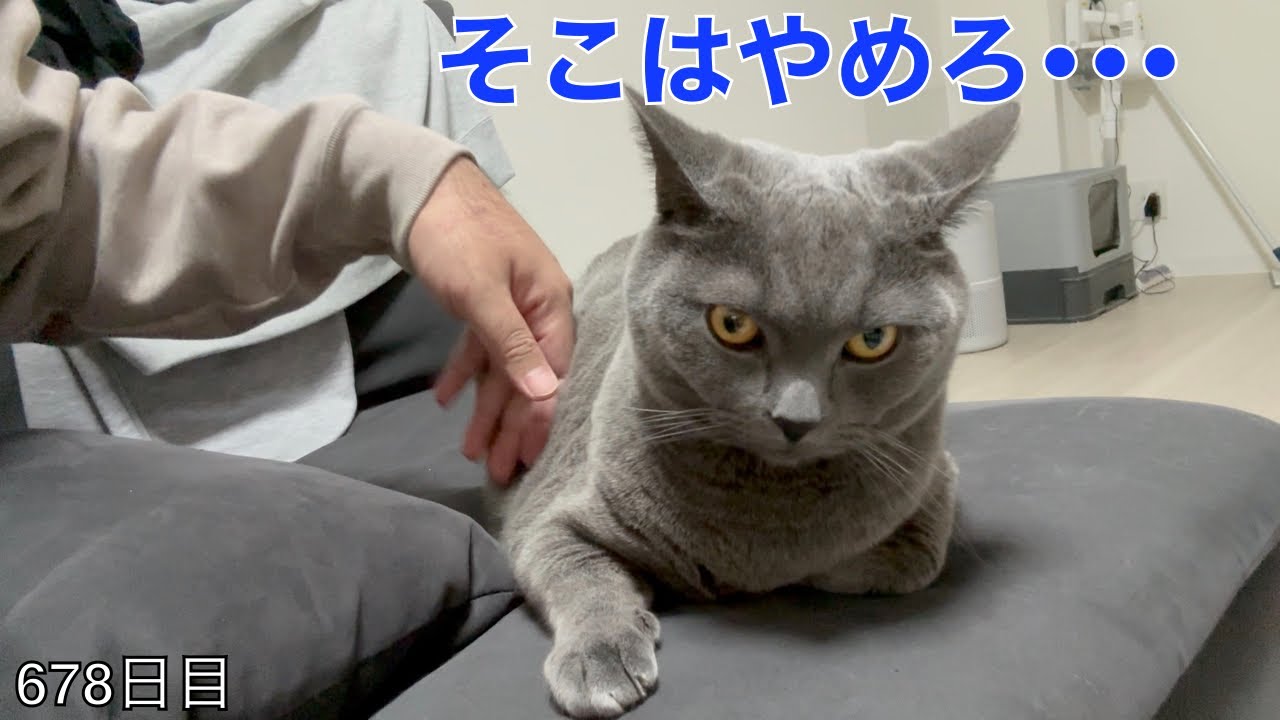 【スコ猫トト君】トト君を寝かせるためにナデナデしてたんですが、ブチ切れさせてしまったかも•••