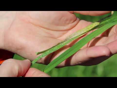 Vídeo: Oídio em plantas de cevada - Tratamento da doença do oídio da cevada