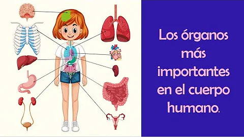 ¿Cuáles son los 2 órganos más importantes?