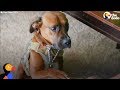 Homeless Dog Becomes Veteran's Service Dog And Best Friend | The Dodo