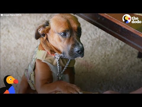 فيديو: كلب خدمة مخضرم هاجمه جرومر - بتر الذيل
