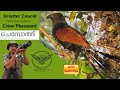 Greater coucal  crow pheasant  chempothu  uppan  chakoram  iswaran kakka    birds