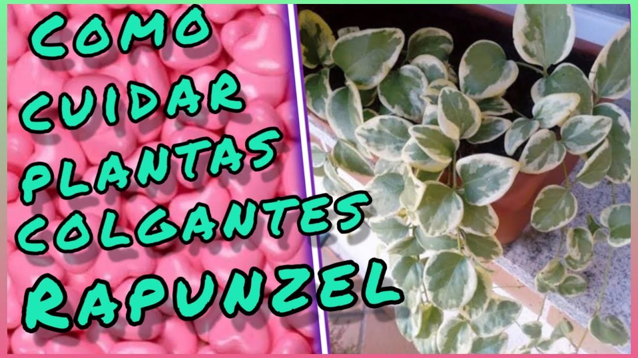 CUIDADOS DE VINCA COLGANTE ELEGANTISIMA