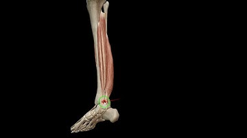 Foot inversion #anatomy #3d #animation #foot