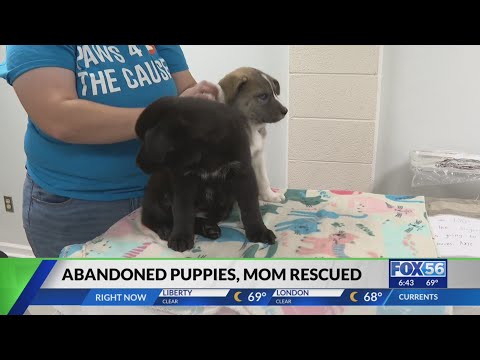 Shelters alarmed by uptick in Kentucky abandoned dogs