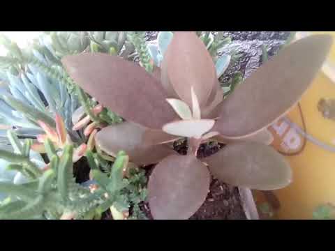 Video: Cómo Pellizcar Un Kalanchoe