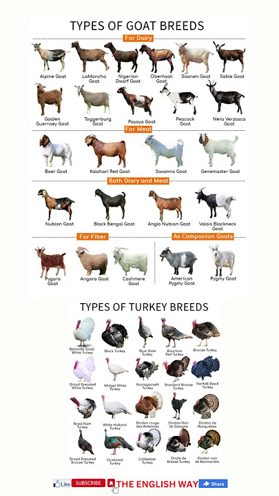 Types of Goat Breeds #shorts #viral #animals