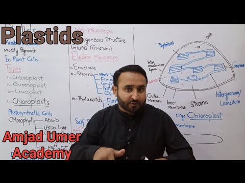 Plastids | Chloroplast, Chromoplast &amp; Leucoplast | Matric Part 1 &amp; 11 Class Biology Urdu / Hindi