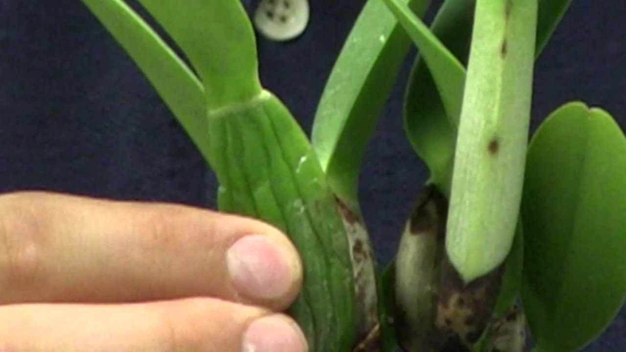 How to Clean Up Cattleya Orchids 