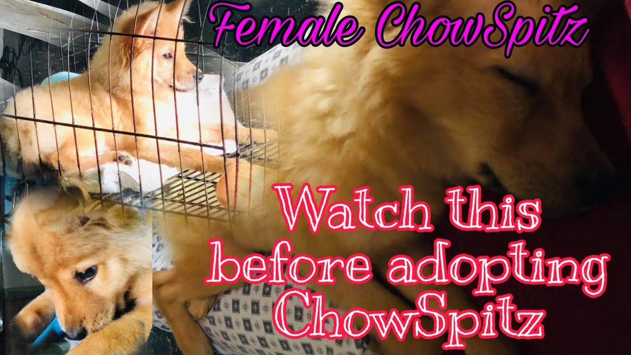 Chowspitz Is It Worth Adopting For Us It S A Big Yes Footage Of Our Queeny Youtube