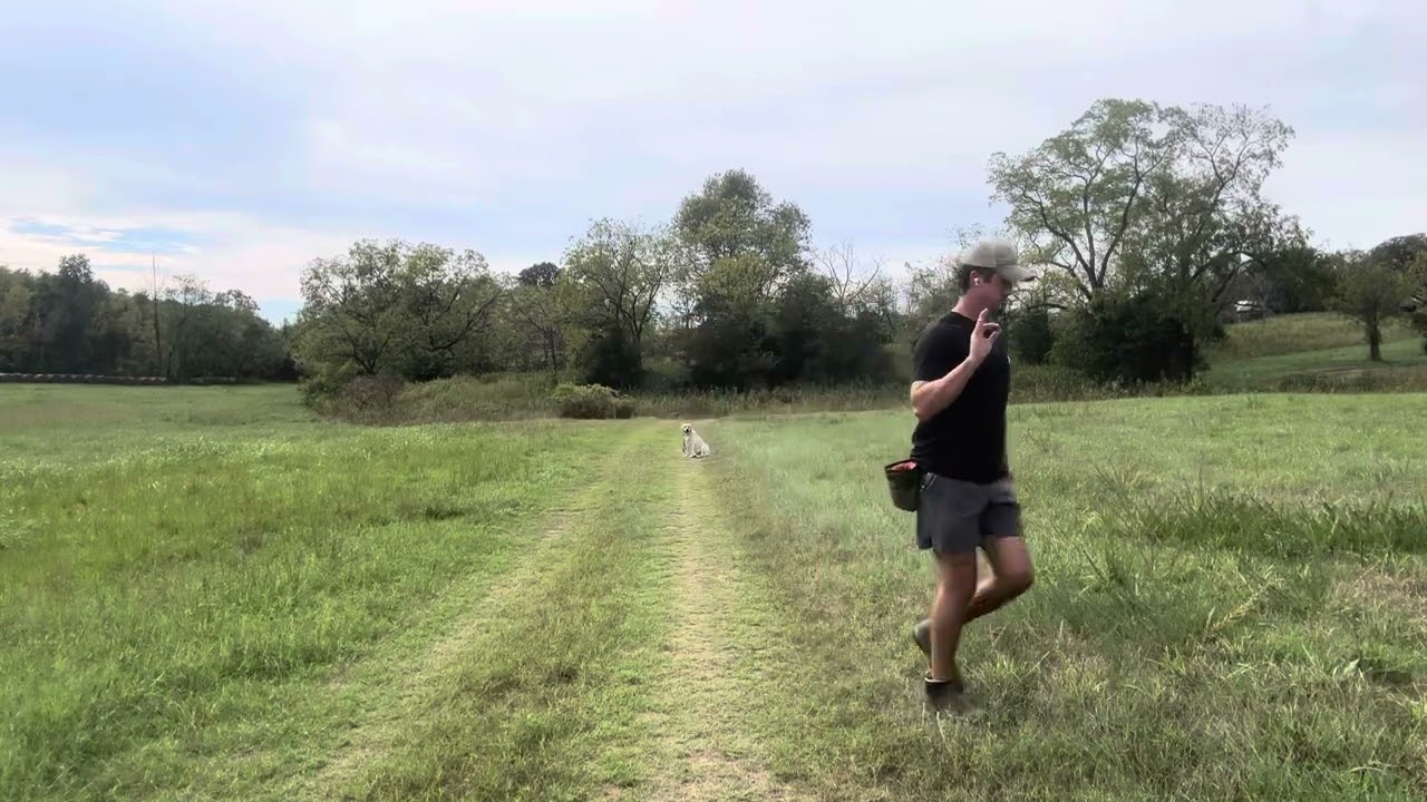 English Labrador Virgil Retrieving Drills