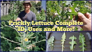 Prickly Lettuce - Complete ID, Edible and Medicinal Uses, Look-alike Plants and More!