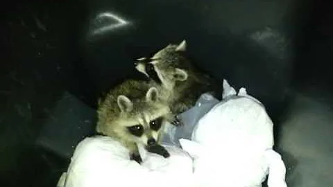 Baby Racoons in Garbage Can Pt. 1