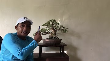Basic Bonsai Lessons: Branch Generation A Review Part I