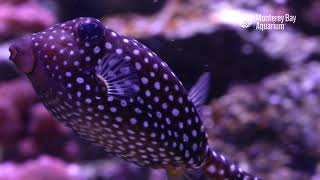 A Boxing Day Spotted Boxfish!
