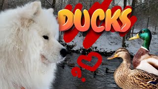 Samoyed Dog VS Ducks