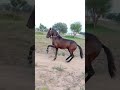 ڈانس والا گھوڑا برائے فروخت شوقین حضرات کمنٹ میں رابطہ کریں Dance Wala Ghora Baray Farokht ڈانس والا گھوڑا برائے فروخت شوقین حضرات کمنٹ میں رابطہ کریں Dance Wala Ghora Baray Farokht