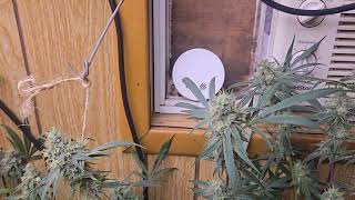FLOWER UPDATE GWK @OCGrower76@CavsSnakeOil @brothersgrimmseeds