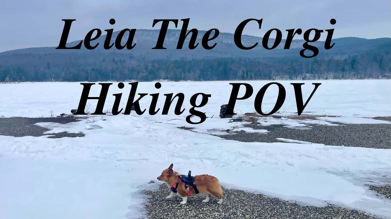 Leia The Corgi Hiking POV