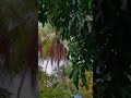 #mazhakaalam#rainyday #trendingshorts #viral
