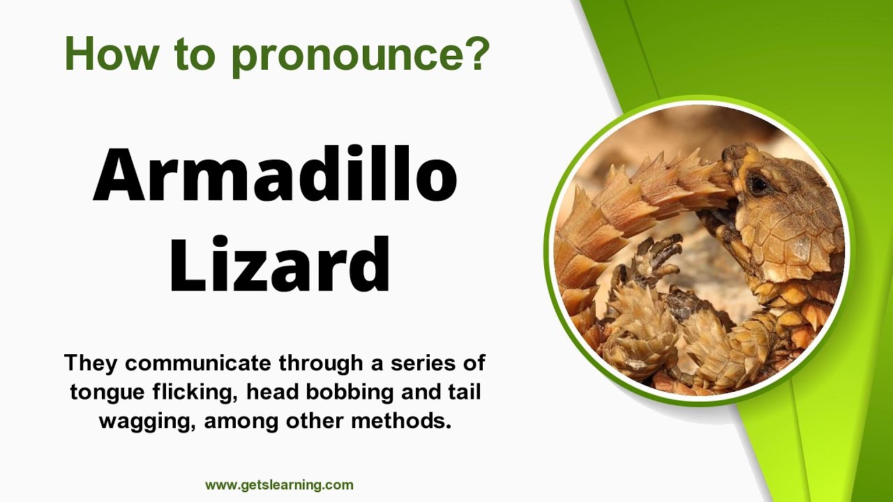 How to pronounce (Armadillo Lizard) Correctly in English YouTube