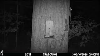 Feeding Flying Squirrels Peanuts at the Squirrel Feeder in the Woods