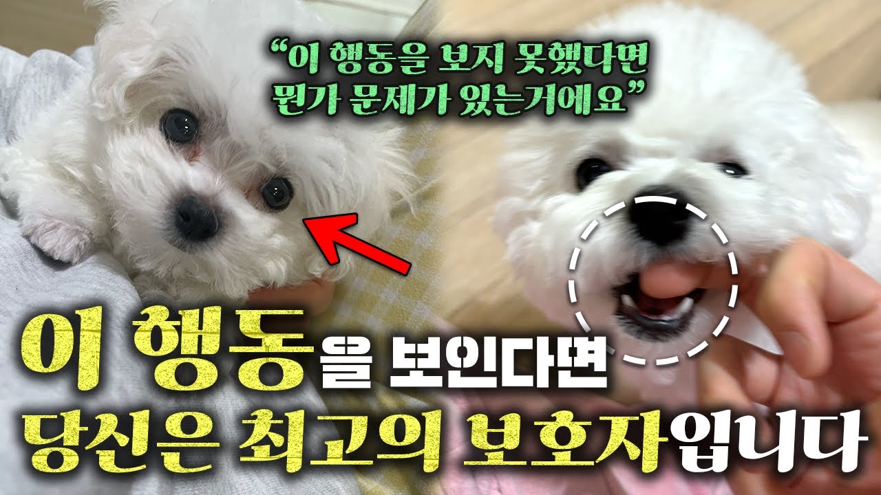 16년차 수의사가 알려주는 강아지가 '엄마'라고 생각하는 사람에게만 보이는 행동들