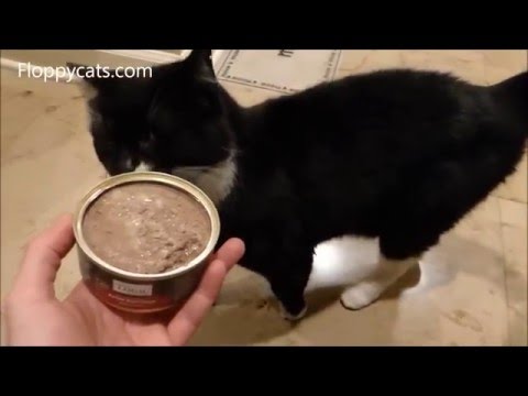 nature's logic cat food