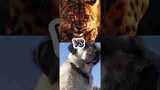 TURKISH KANGAL VS CHEETAH,WOLF,ROTTWEILER,PITBULL(BITE FORCE)(SPEED)(WHOS GONNA WIN)